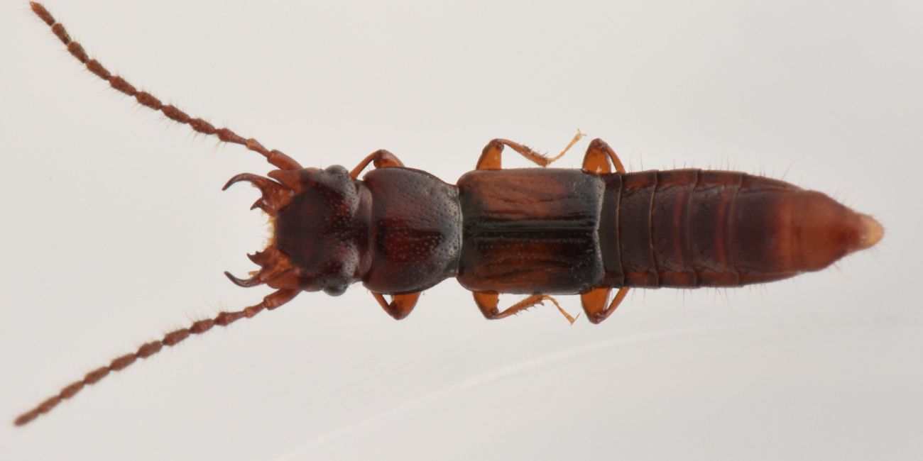 Staphylinidae: Siagonium quadricorne?  S !